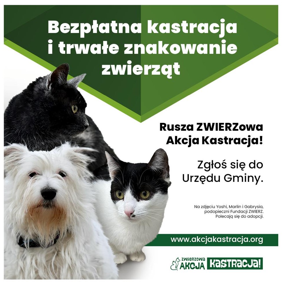 sterylizacja kot&oacute;w
